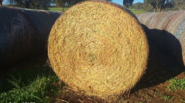 hay and grain 5